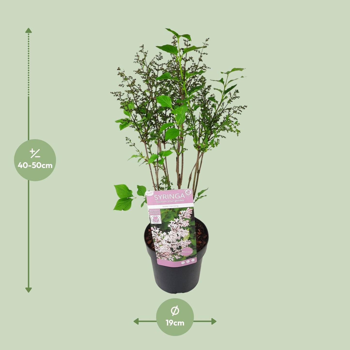 Gewöhnlicher Flieder 'Violet Uprising' Ø19cm, ca. 50cm hoch