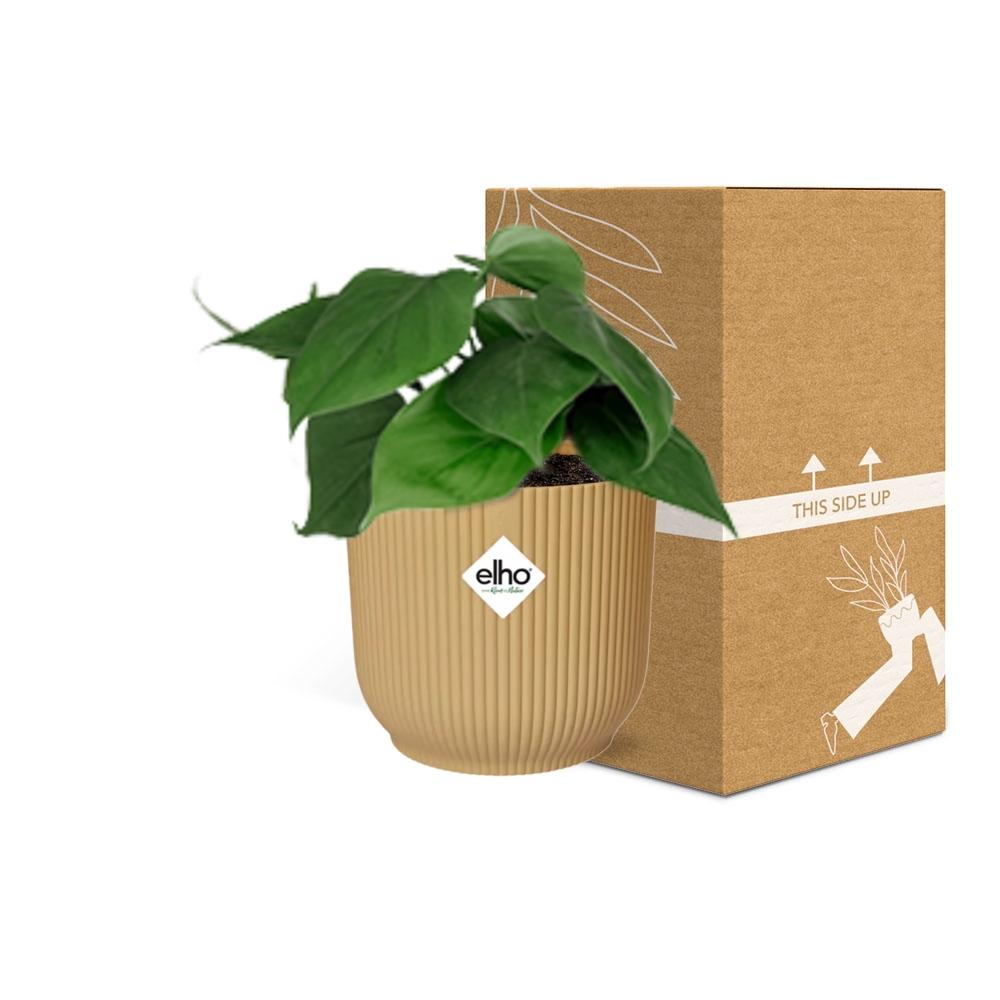 Philodendron Scandens in ELHO Vibes Fold 14cm Gelb