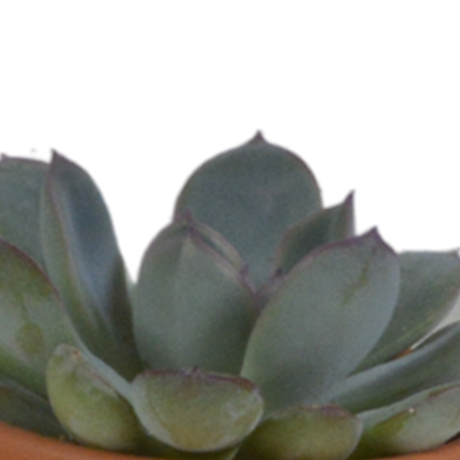 Vetplanten-Mischung 5,5 cm im Terrakottatopf – 5er Set