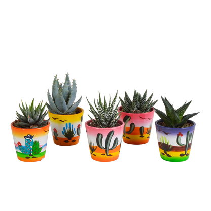Gasteria & Haworthia Sukkulenten-Mix im mexikanischen Topf 5x 5,5cm