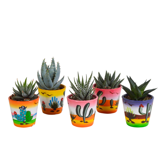 Gasteria & Haworthia Sukkulenten-Mix im mexikanischen Topf 5x 5,5cm