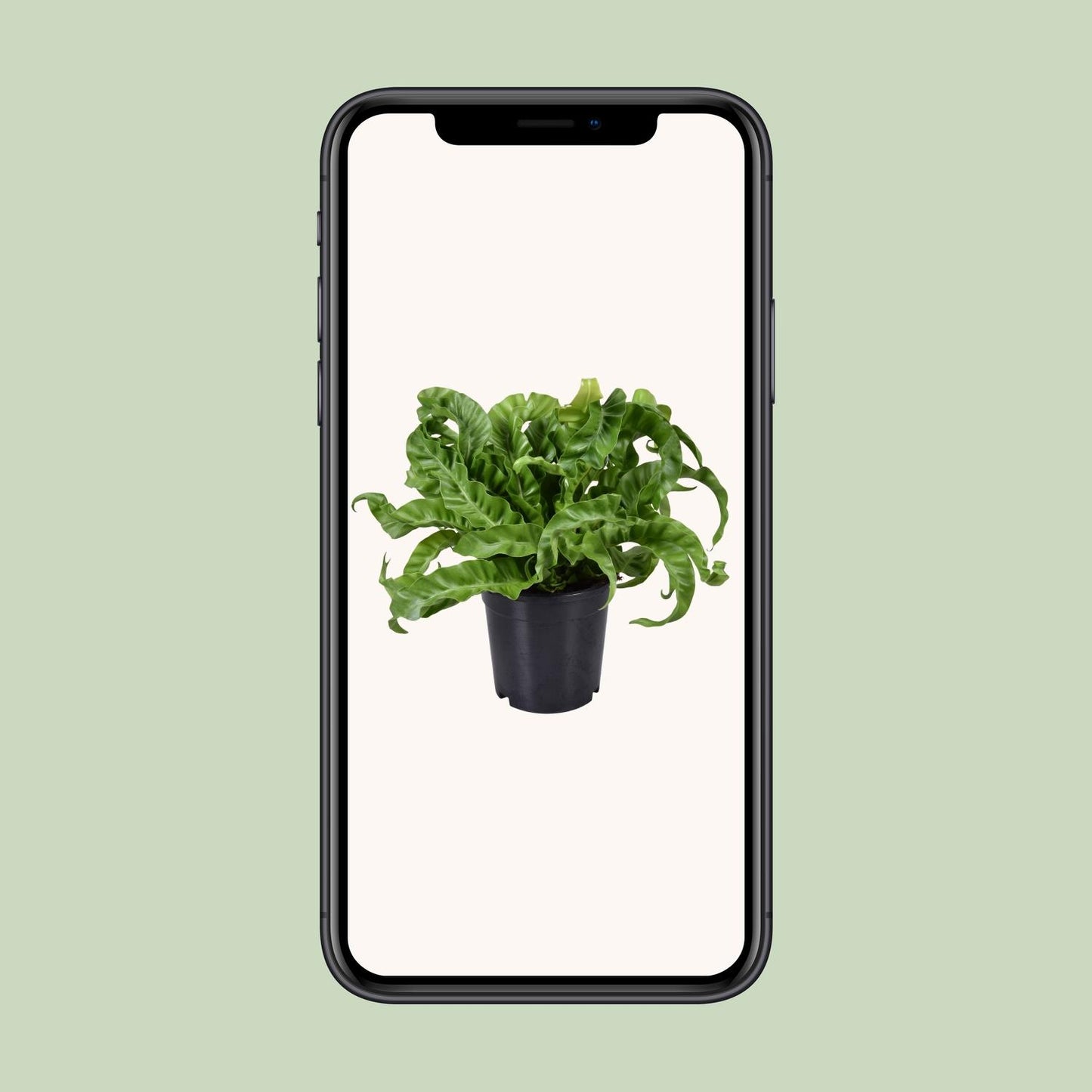 Asplenium Antiquum – Milzfarn Ø17cm, ca. 40cm hoch
