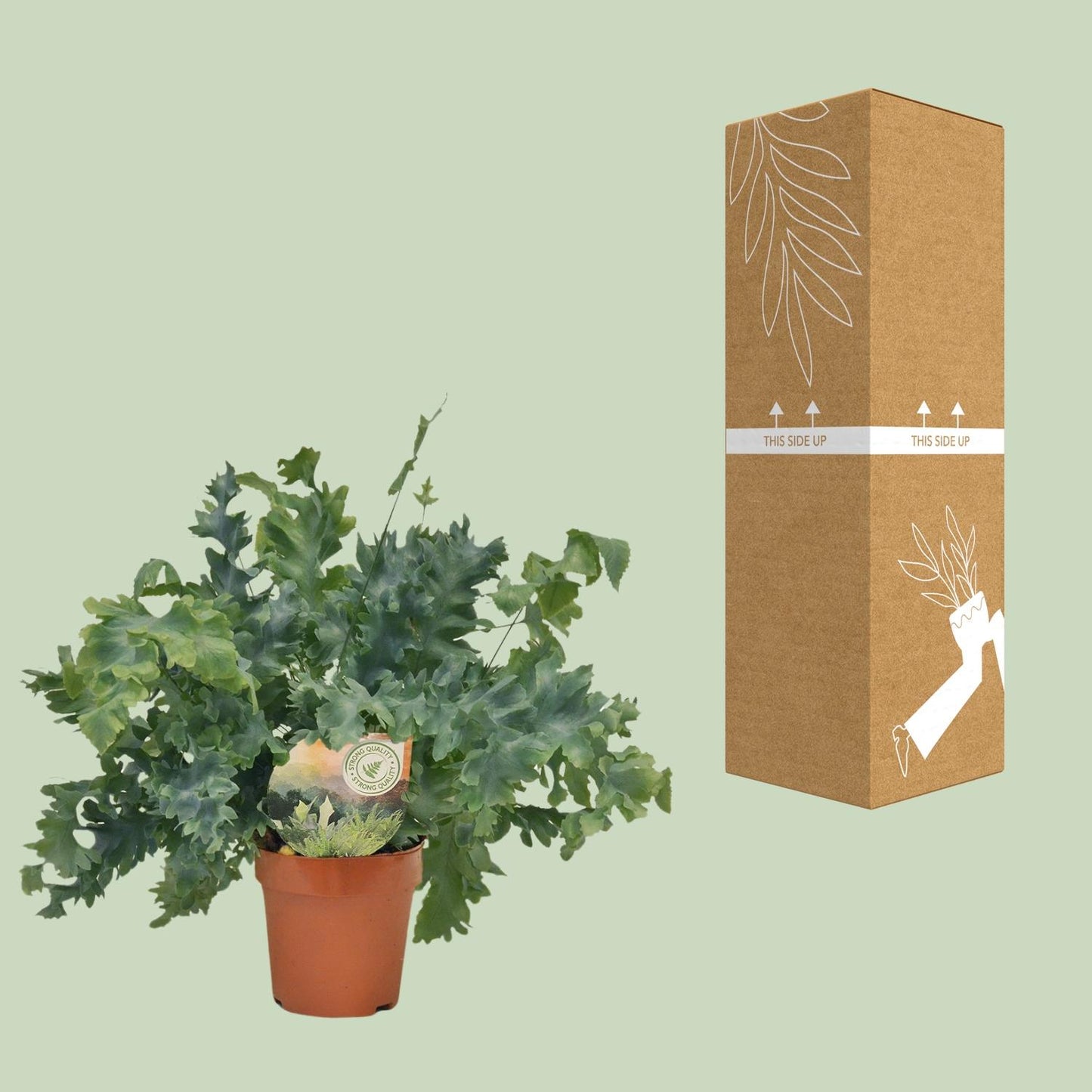 Phlebodium Davana – Goldener Brauner Wurmfarn Ø12cm, 35cm hoch