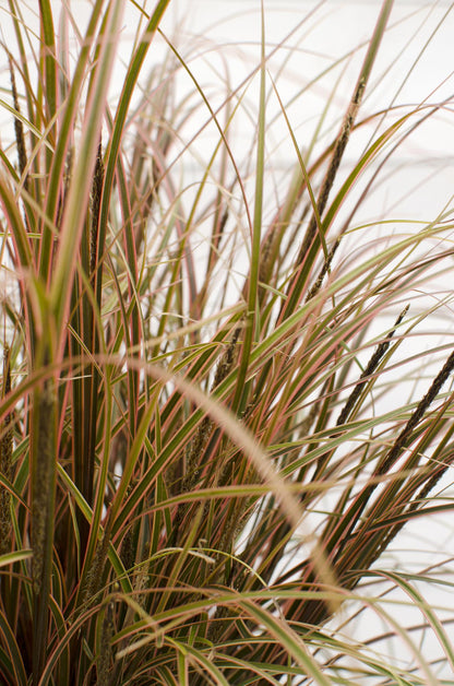 Uncinia rubra Everflame – Rotes Ziergras Ø19cm