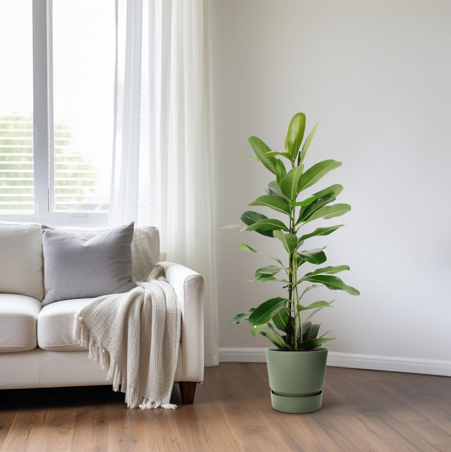 Ficus Microcarpa Smile® – Pflegeleichte Zimmerpflanze Ø17cm