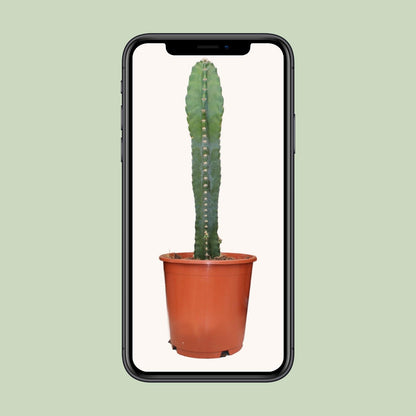 Cereus Peruvianus – Pflegeleichter Zimmerkaktus Ø17cm