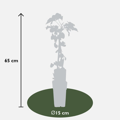 4x Fallopia baldschuanica – Robuster Kletterer Ø15cm, 65cm hoch