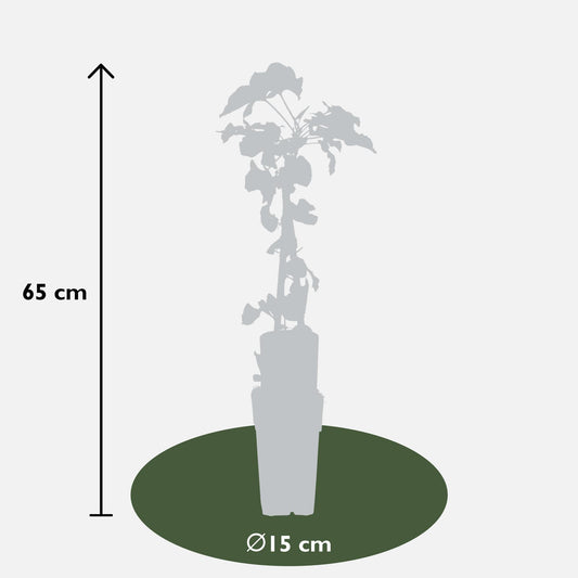4x Fallopia baldschuanica – Robuster Kletterer Ø15cm, 65cm hoch