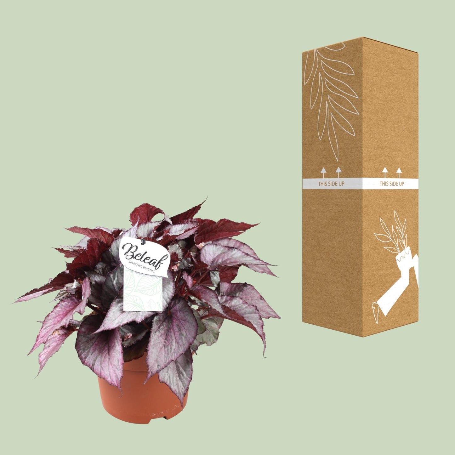 Begonia Beleaf Maori Haze – Exotische Zimmerpflanze Ø17cm