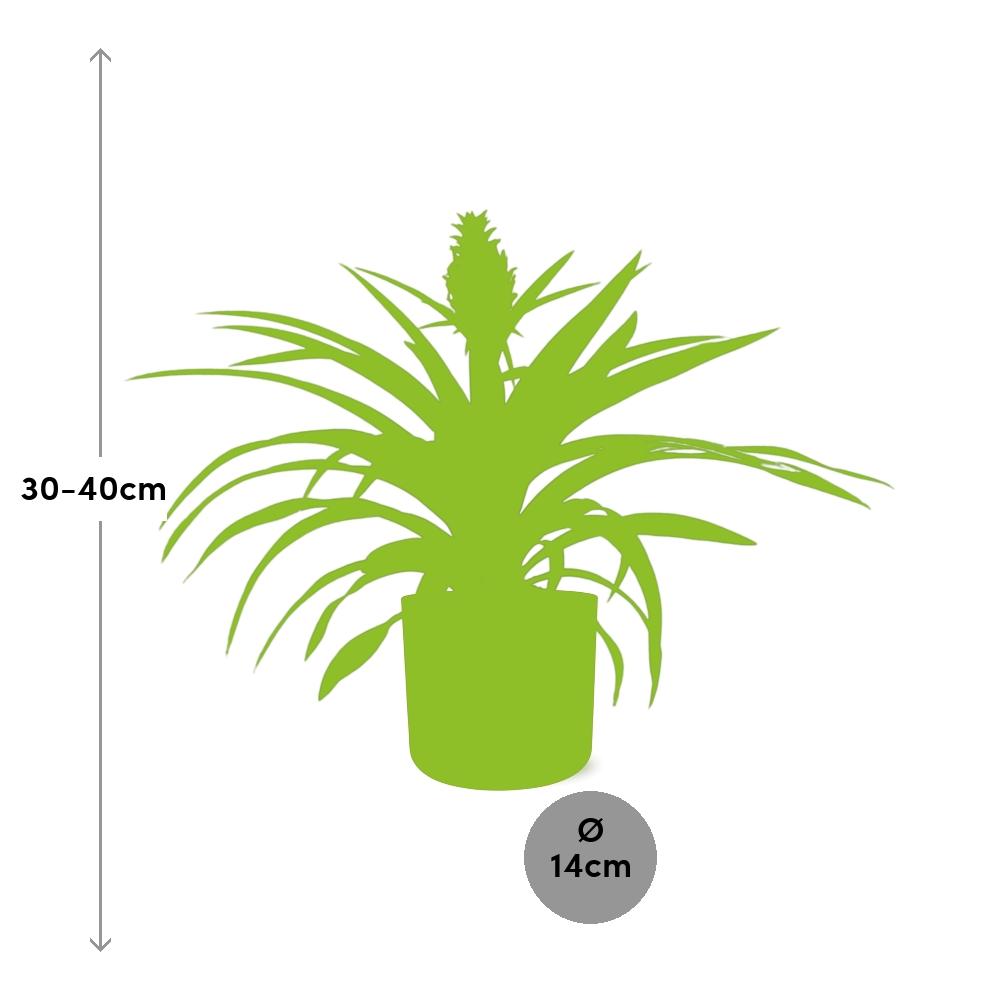Ananas-Pflanze im 12 cm Topf – Tropisches Flair & pflegeleicht