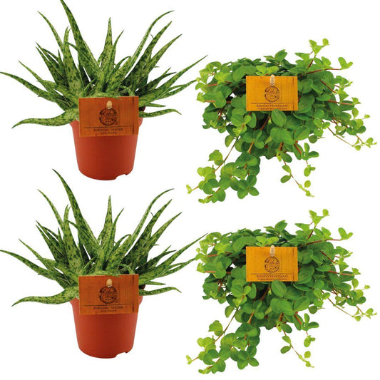 4er Set Aloe Spider & Peperomia Rotundifolia Ø10,5 cm – Pflegeleicht & Trendig