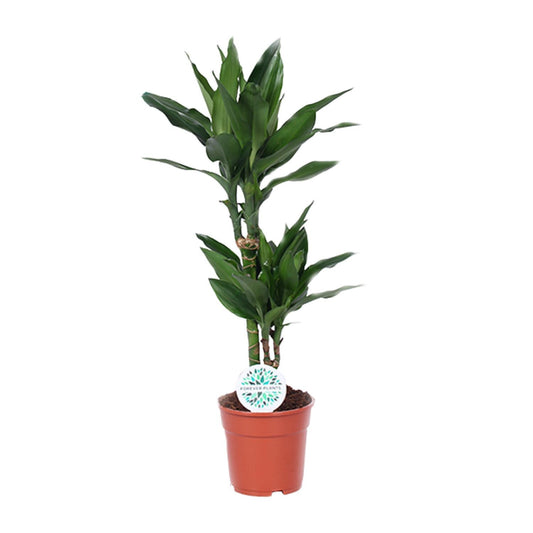 Dracaena Janet Lind – Eleganter Drachenbaum Ø17cm, 70cm hoch
