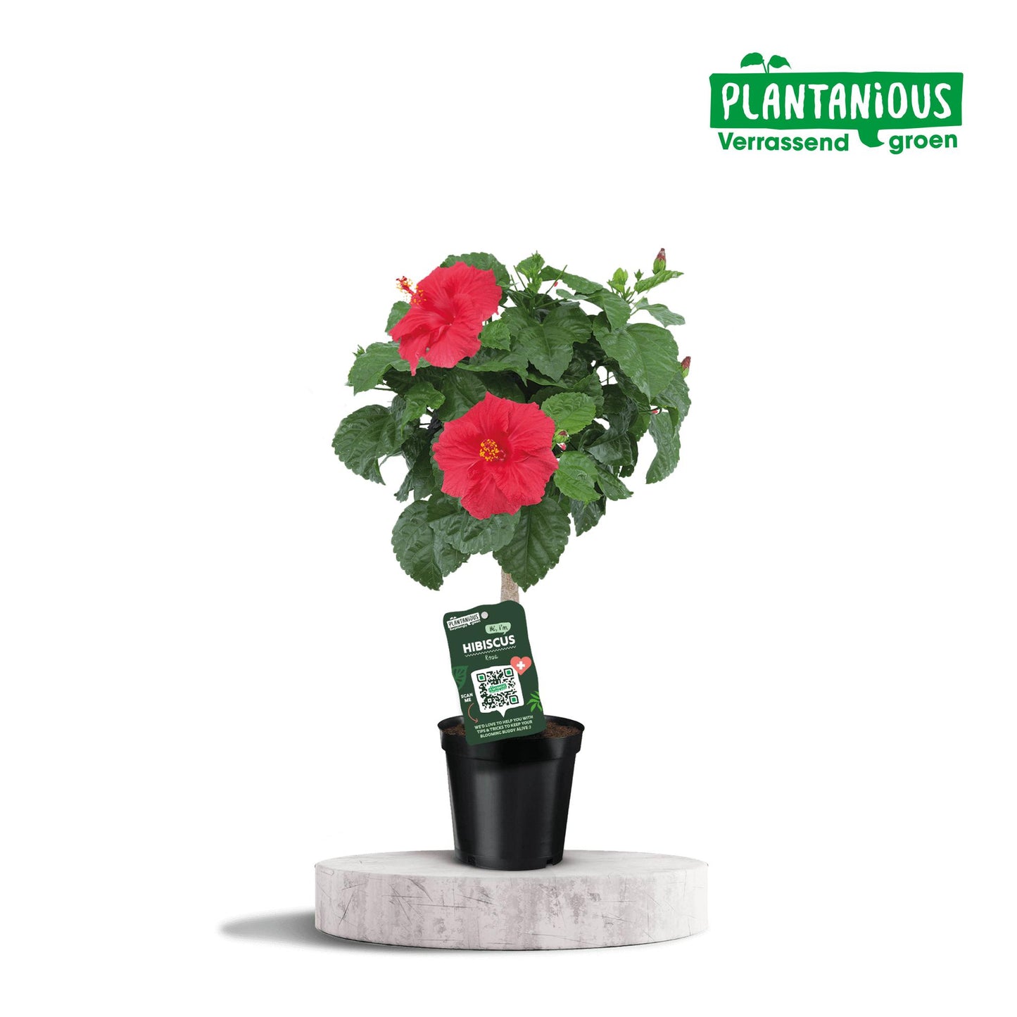 Hibiscus Rosa-sinensis Rood – Pflegeleichter Blütenstar Ø19cm