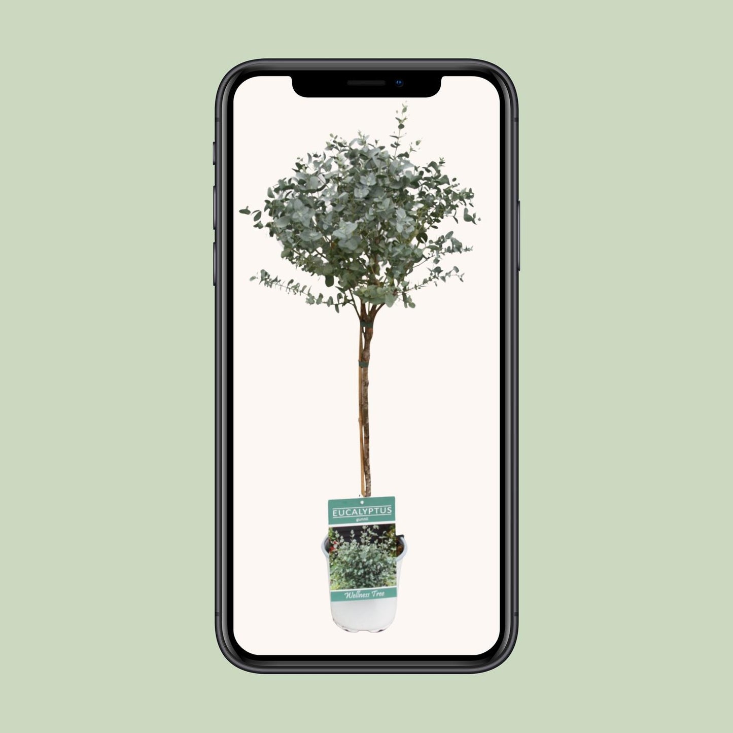 Eukalyptus am Stamm – Ø17cm, 80cm Zimmerpflanze