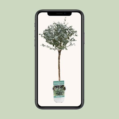 Eukalyptus am Stamm – Ø17cm, 80cm Zimmerpflanze