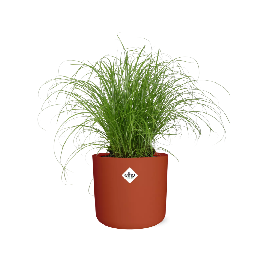 Cyperus Alternifolius Schirmgras in ELHO b.for soft 14cm brique