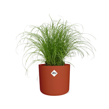 Cyperus Alternifolius Schirmgras in ELHO b.for soft 14cm brique