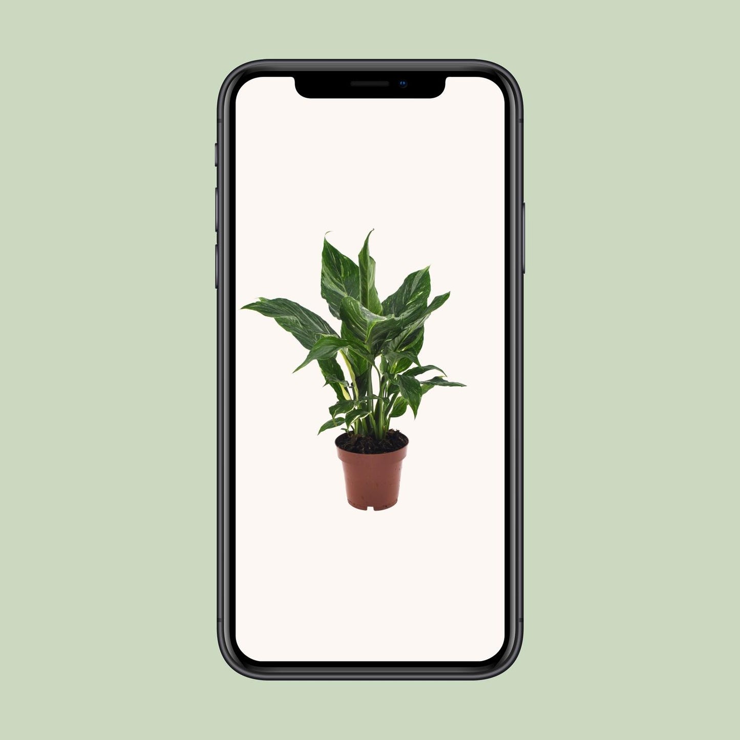 Friedenslilie Spathiphyllum Ø12cm, 40cm hoch – pflegeleicht & luftreinigend