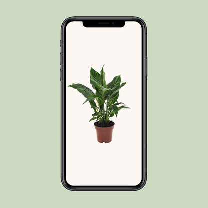 Friedenslilie Spathiphyllum Ø12cm, 40cm hoch – pflegeleicht & luftreinigend