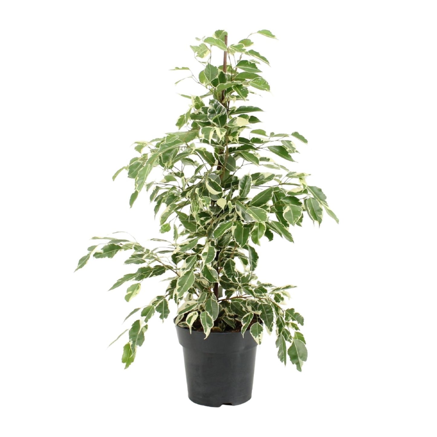 Ficus Benjamina Twilight – Elegante, pflegeleichte Zimmerpflanze Ø17cm