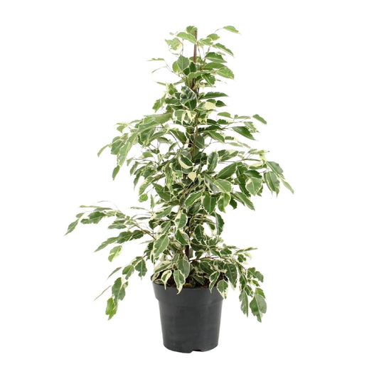 Ficus Benjamina Twilight – Elegante, pflegeleichte Zimmerpflanze Ø17cm