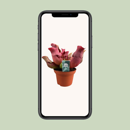 Sarracenia Venosa Red – Exotische Kannenpflanze Ø12cm