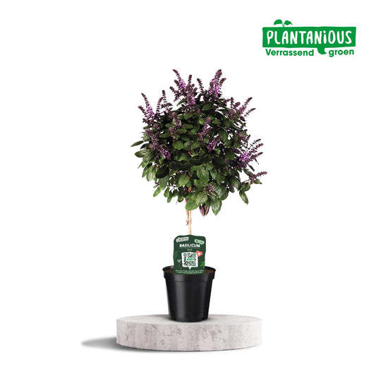 Basilikum Ø19cm – Aromatisches Küchenkraut 75cm hoch