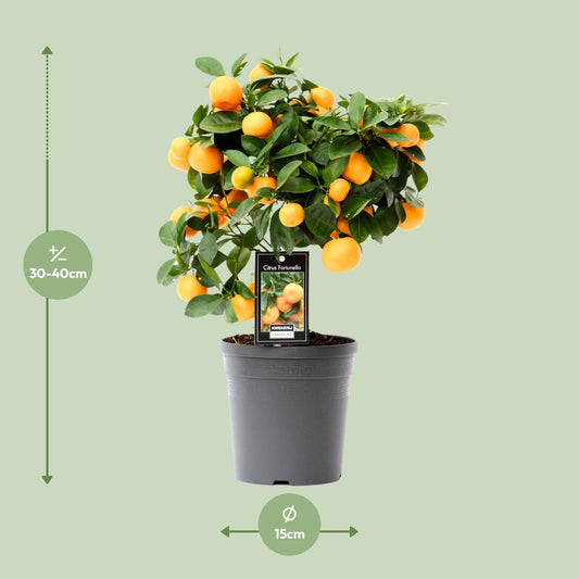 Citrus Calamondin – Duftende, pflegeleichte Zimmerpflanze Ø15cm