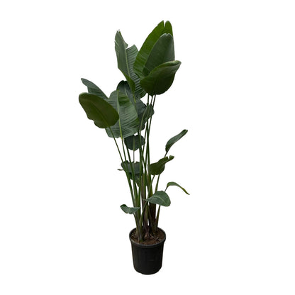 Strelitzia Nicolai XXL – Weißer Paradiesvogel 250 cm