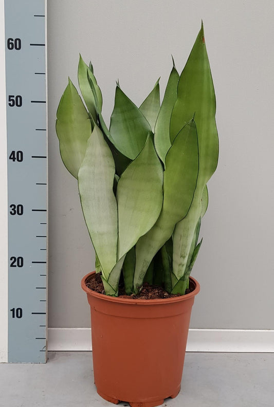 Sanseveria Moonshine – Pflegeleichte & luftreinigende Zimmerpflanze