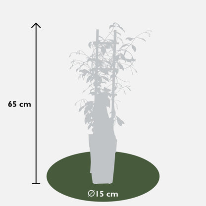 3er-Set Trachelospermum Mix – Duftende Kletterpflanzen Ø15cm