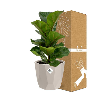 Ficus Lyrata ‘Bambino’ in ELHO b.for rock 14 cm warm grey