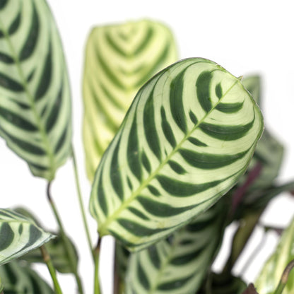 Ctenanthe Amabilis – Pflegeleichte Zimmerpflanze Ø14cm
