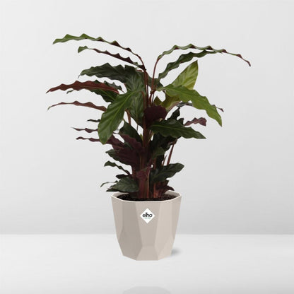 Calathea Rufibarba ‘Tropistar’ – Tropische Zimmerpflanze im ELHO Topf 14 cm