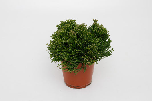 Hatiora Salicorniodes – Pflegeleichte Trendpflanze Ø12cm
