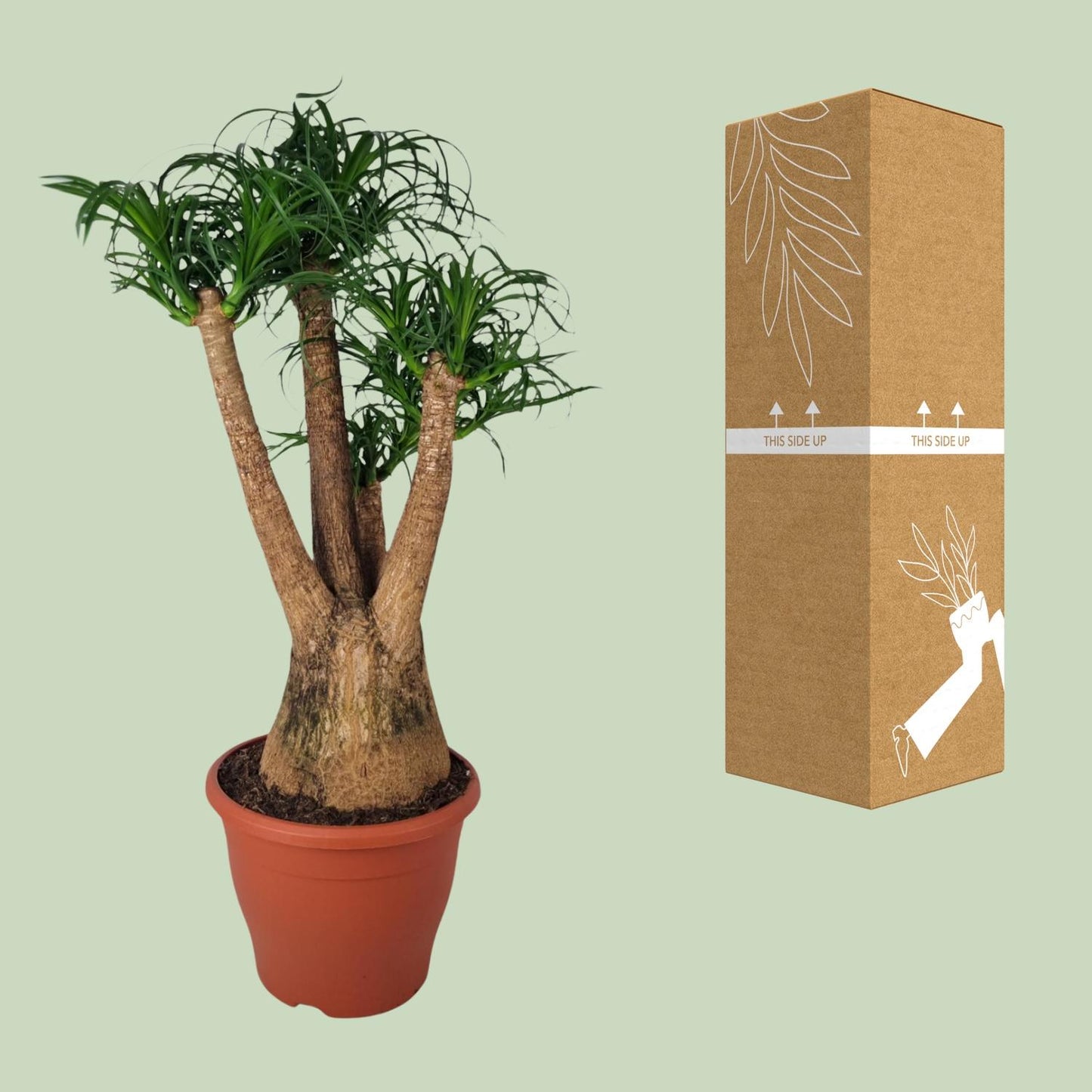 Beaucarnea Nolina – Elefantenfuß Ø29cm, 90cm Höhe