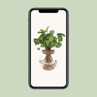 Syngonium Pixie Hydroponie-Pflanze Ø12cm, Höhe 30cm