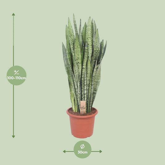 Schwiegermutterzunge Zeylanica – Pflegeleichte Zimmerpflanze 110 cm