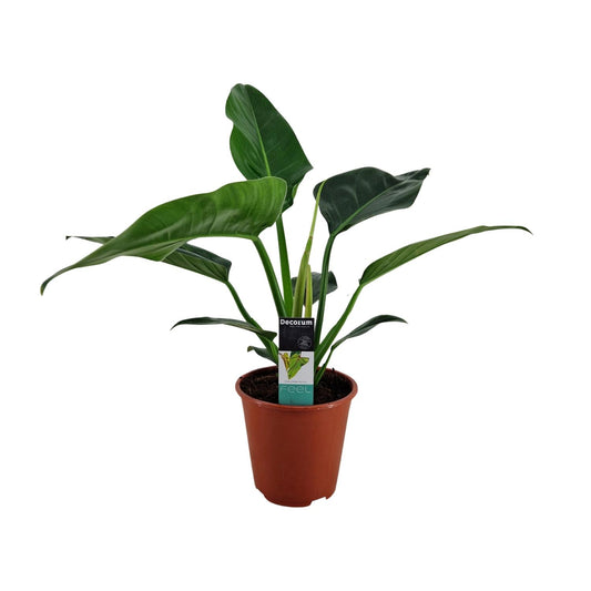 Philodendron Congo Millions – Pflegeleichte Zimmerpflanze Ø19cm