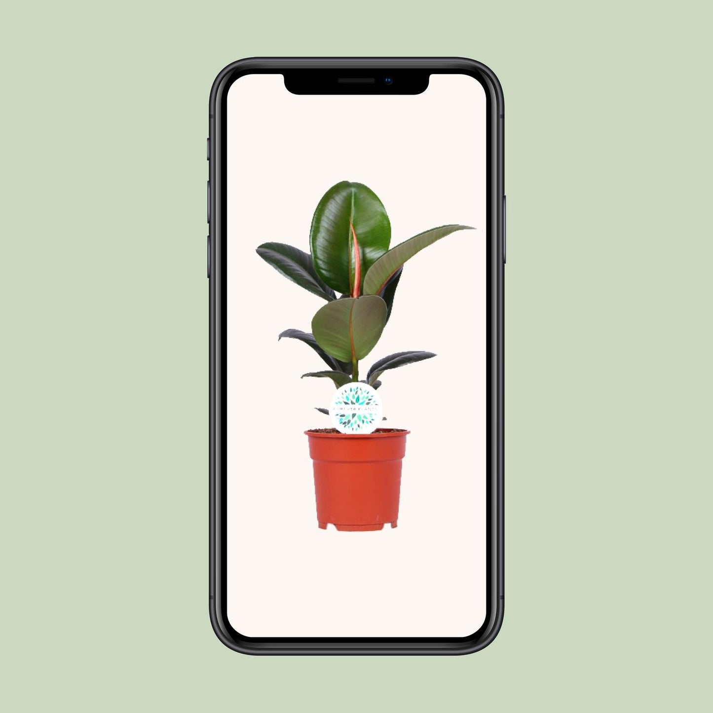 Ficus Elastica Robusta – Pflegeleichter Gummibaum Ø17cm