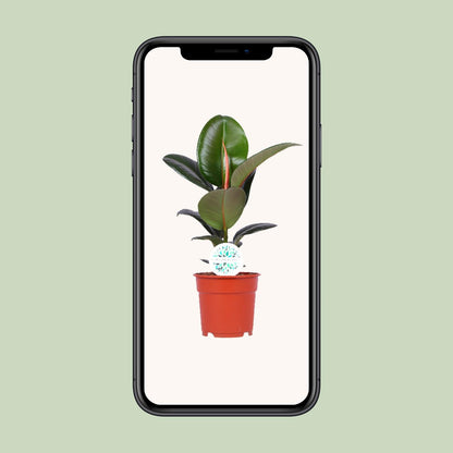 Ficus Elastica Robusta – Pflegeleichter Gummibaum Ø17cm