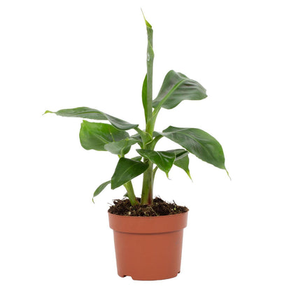 Musa Tropicana – Pflegeleichter Zimmer-Bananenbaum Ø12cm