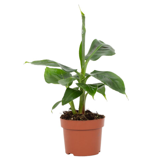 Musa Tropicana – Pflegeleichter Zimmer-Bananenbaum Ø12cm
