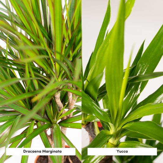 Set Dracaena & Yucca – Pflegeleichte Exoten 70-90cm