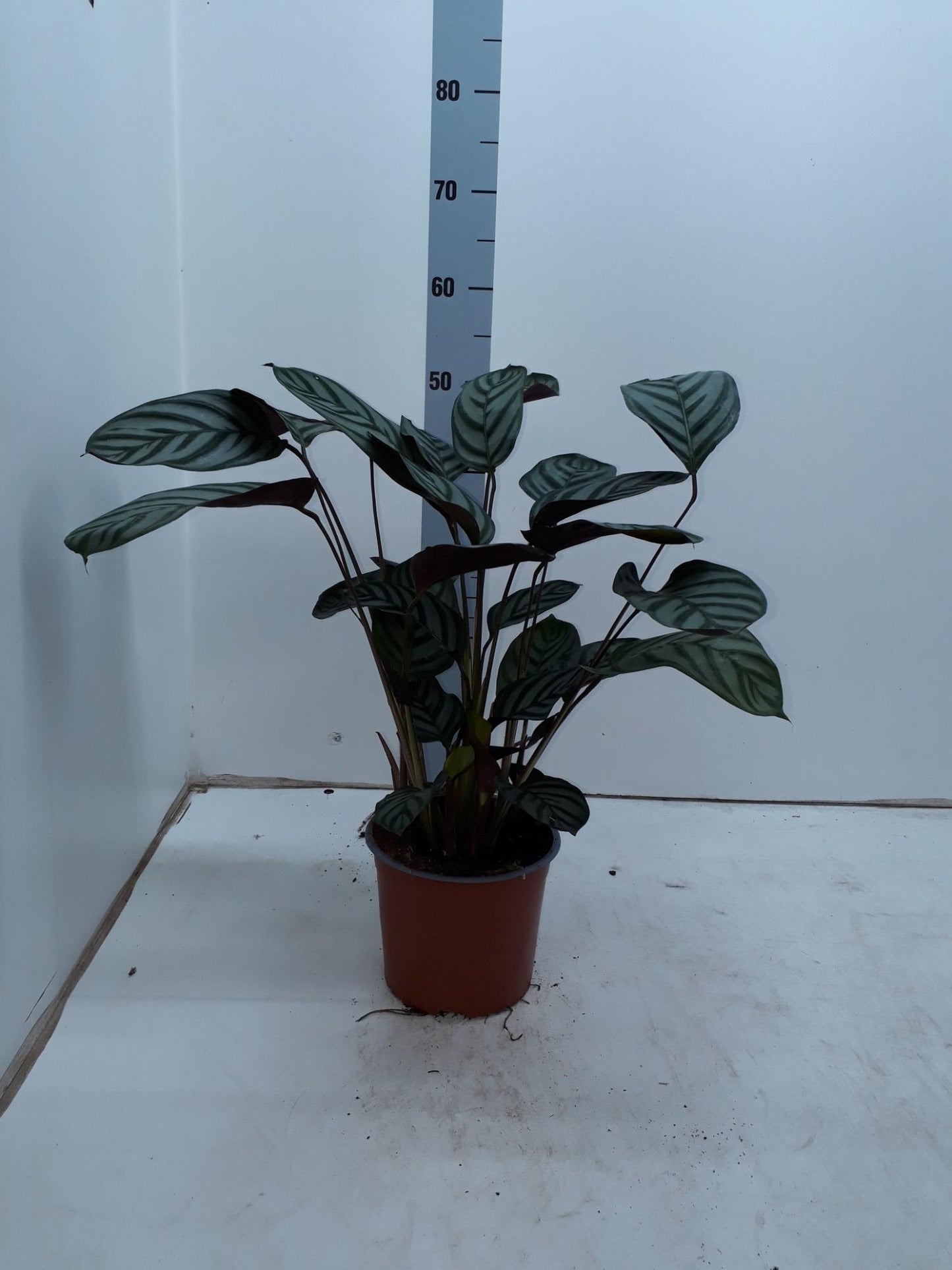 Ctenanthe Setosa Compactstar – Luftreinigende, pflegeleichte Zimmerpflanze Ø17cm