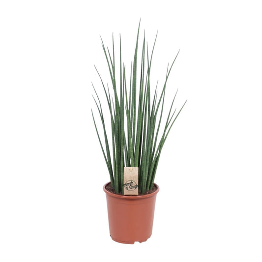 Sansevieria Mikado – 70 cm pflegeleichte Zimmerpflanze