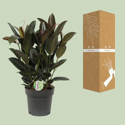 Ficus Melany – Pflegeleichte Zimmerpflanze Ø19cm