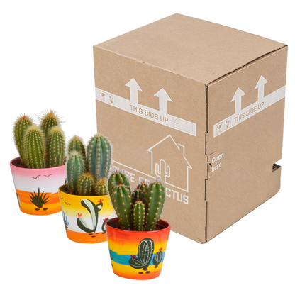 Cereus 3er Set in handbemaltem Mexicaanse Pot