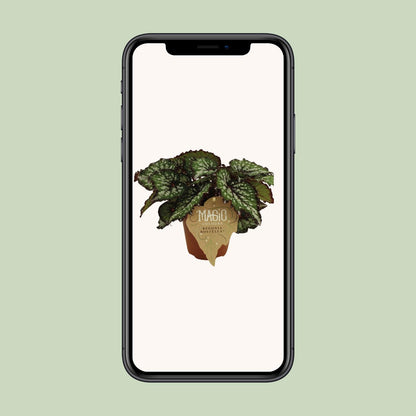 Begonia Rex Bostella – Farbenfrohe, pflegeleichte Zimmerpflanze Ø12 cm