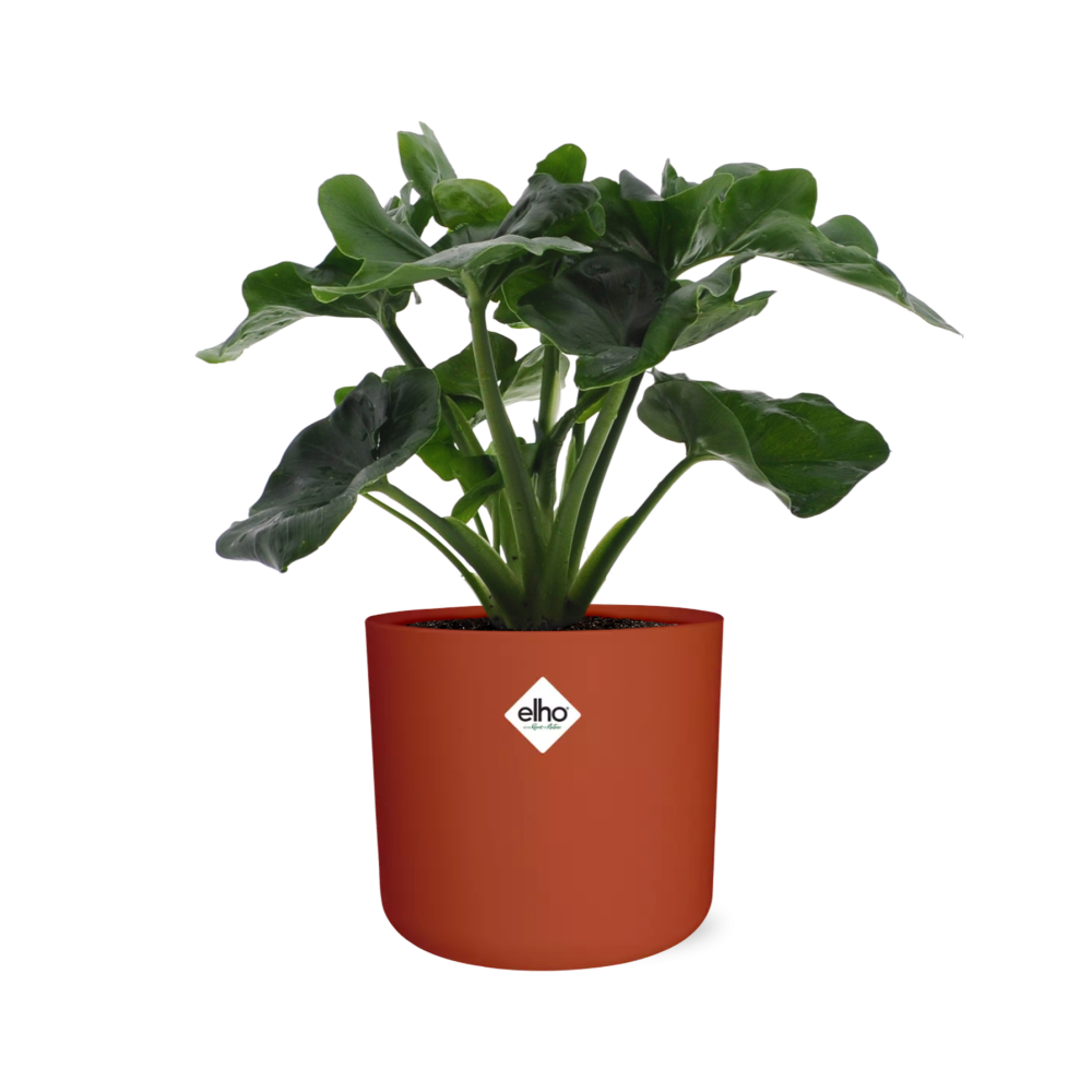 Philodendron Atom – Pflegeleichte tropische Zimmerpflanze 14cm